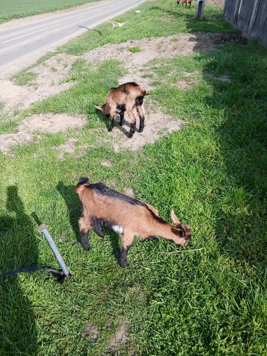 Se vinde capră cu doi pui alpin francez