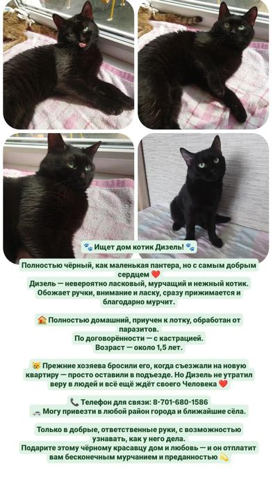 Котик в поисках дома