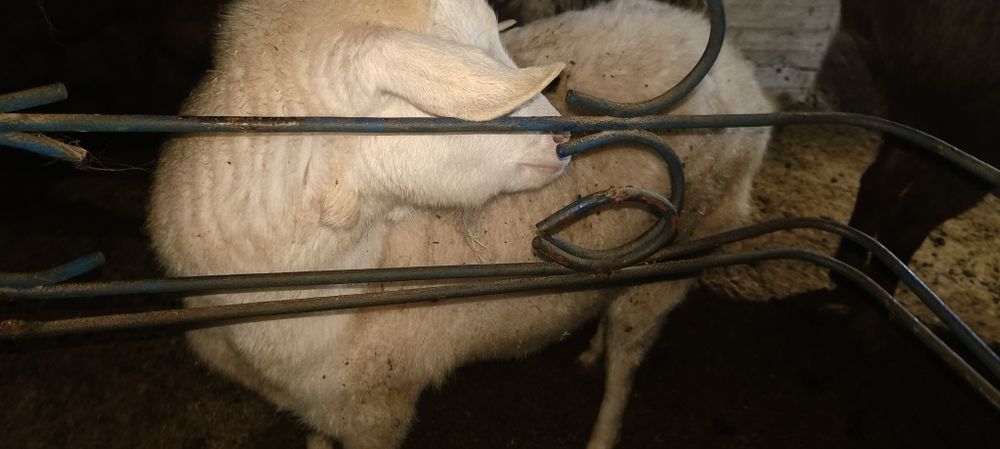 Echki sotiladi sog'lom