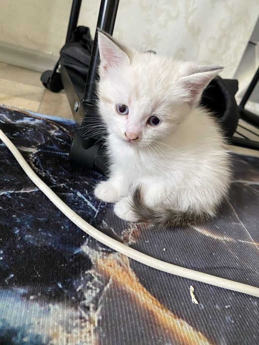 Отдам котят в добрые руки