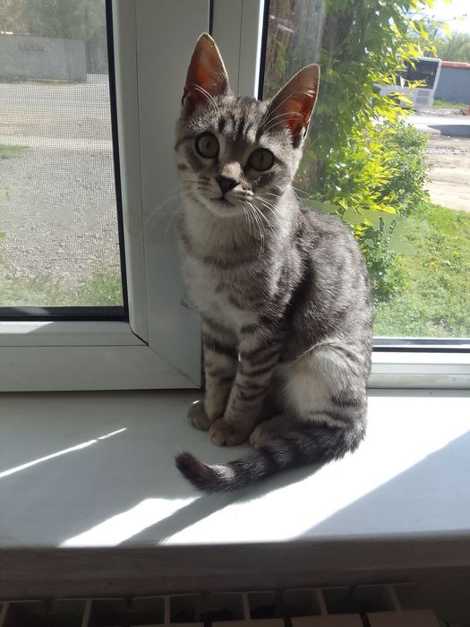 Котёнок мальчик в добрые руки