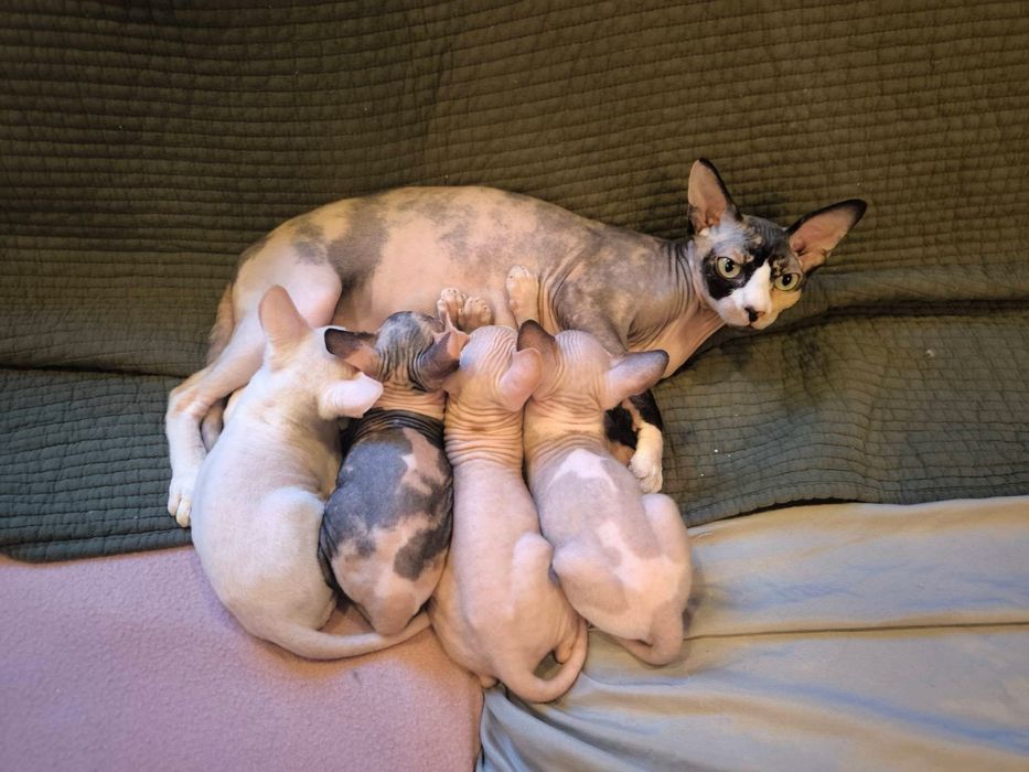 Мъжко коте сфинкс