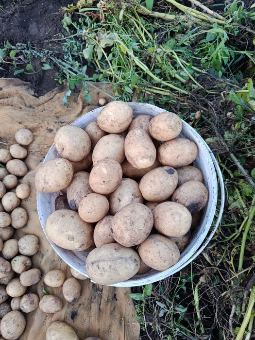 Продам нового урожая