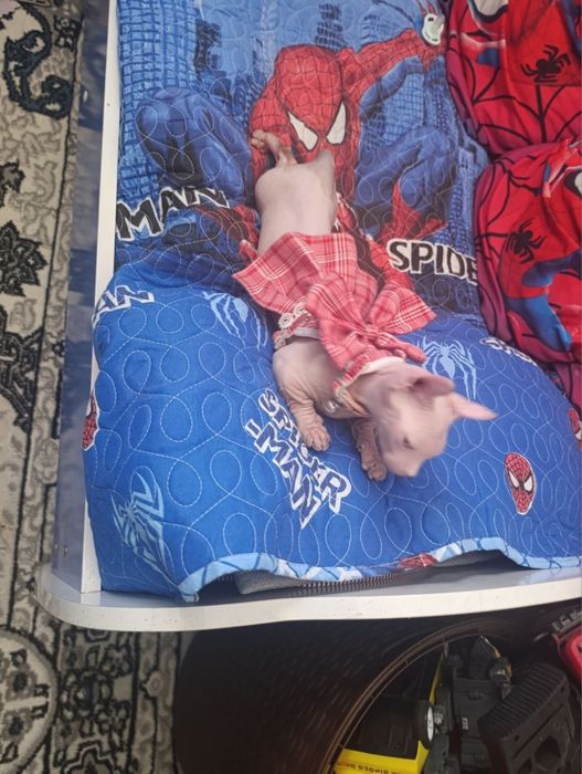 Продается кошка де эльф