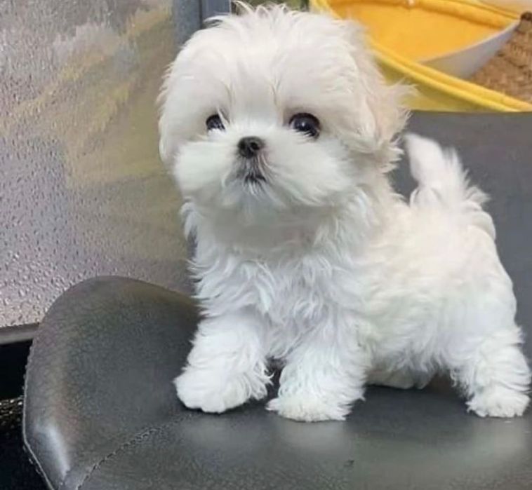Bichon maltez   mini toy 800 lei