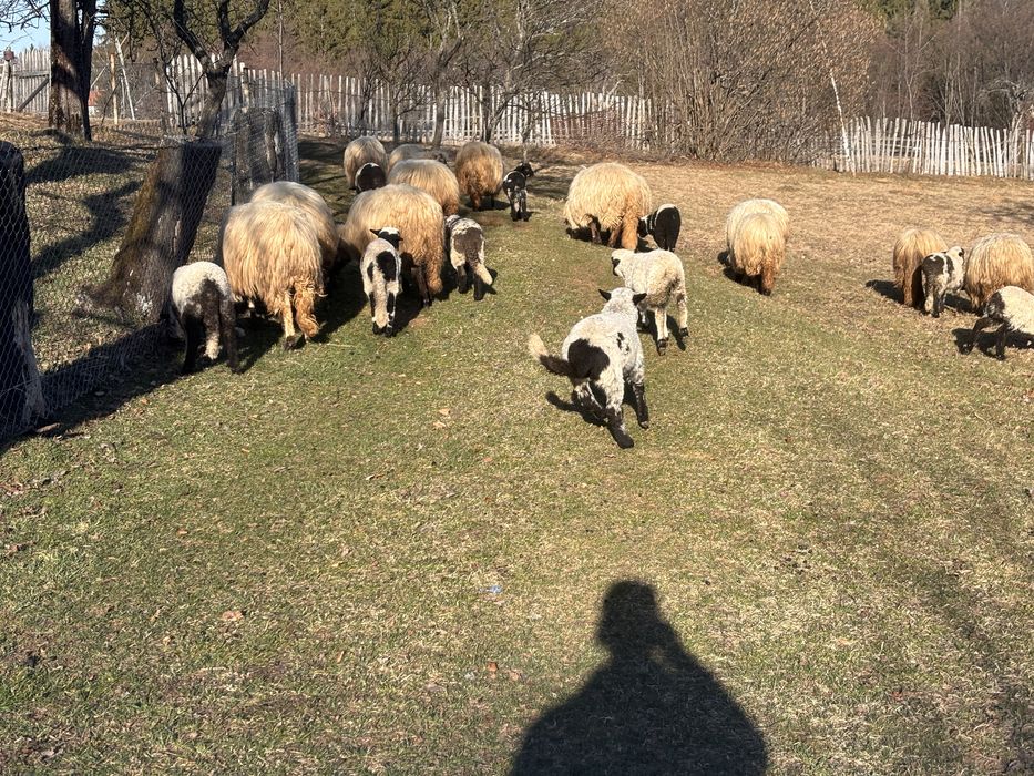 Miei de vanzare urgent