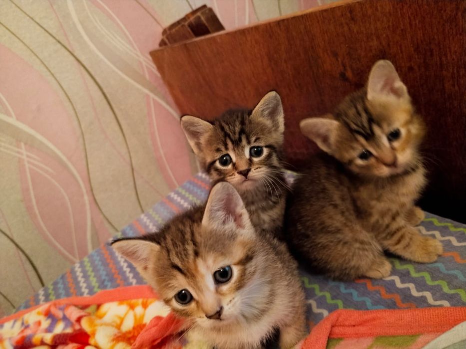 Продам малышей в добрые руки