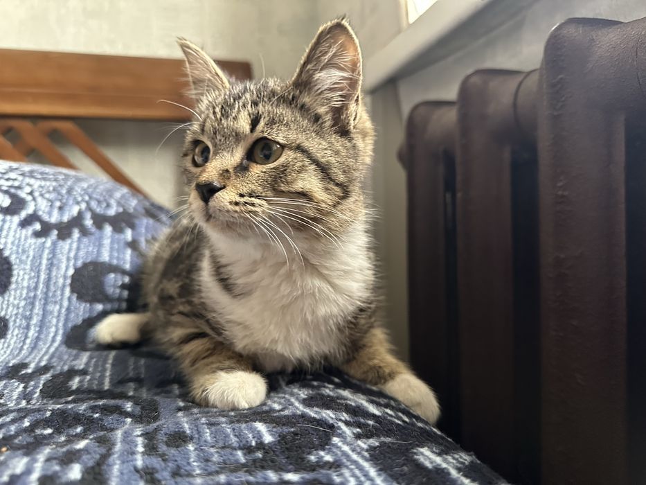 Котенок в добрые руки