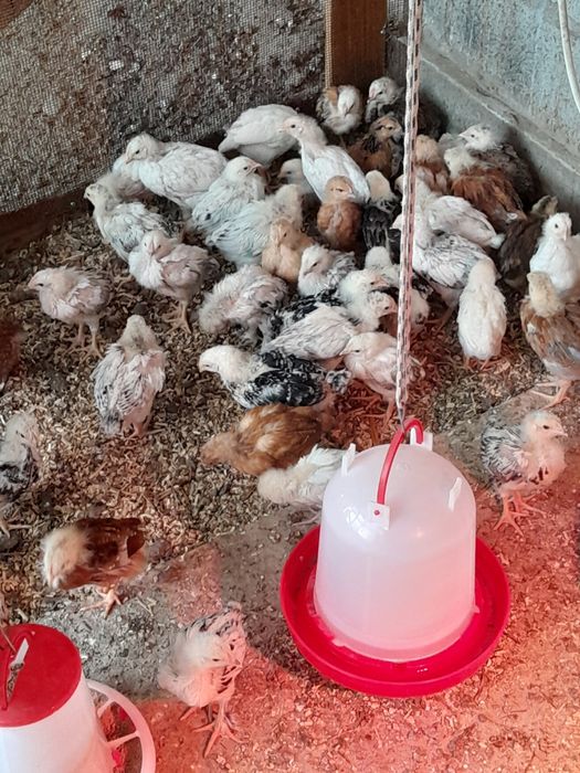 Цыплята 3дневные.