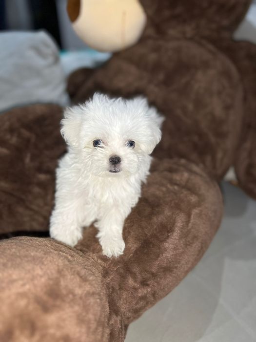Bichon maltez mini toy poze reale