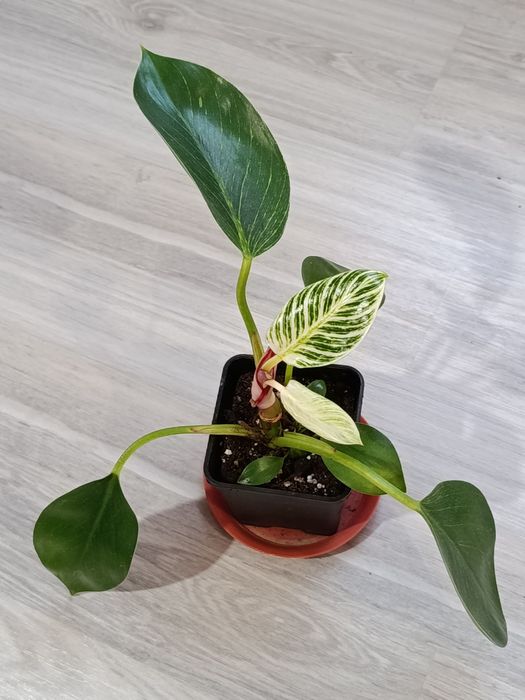 Продам комнатные цветы