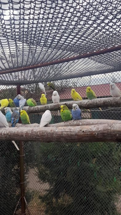 Papagali peruși de vanzare