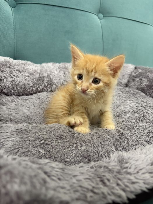 Котенок мальчик ищет дом