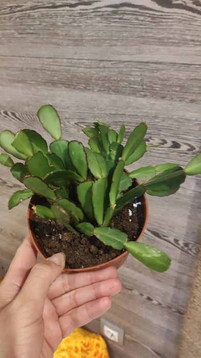 Монстера Альба лиана