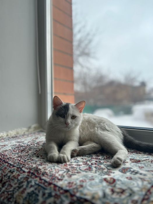 Отдам кошку девочка 1.5 года