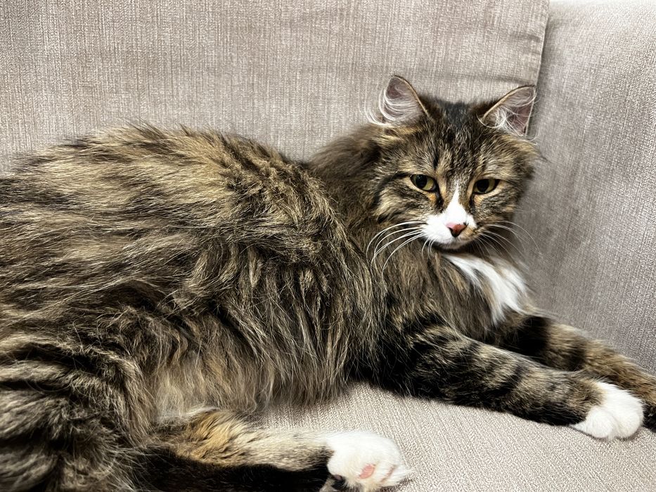 Кошка ищет своего человека