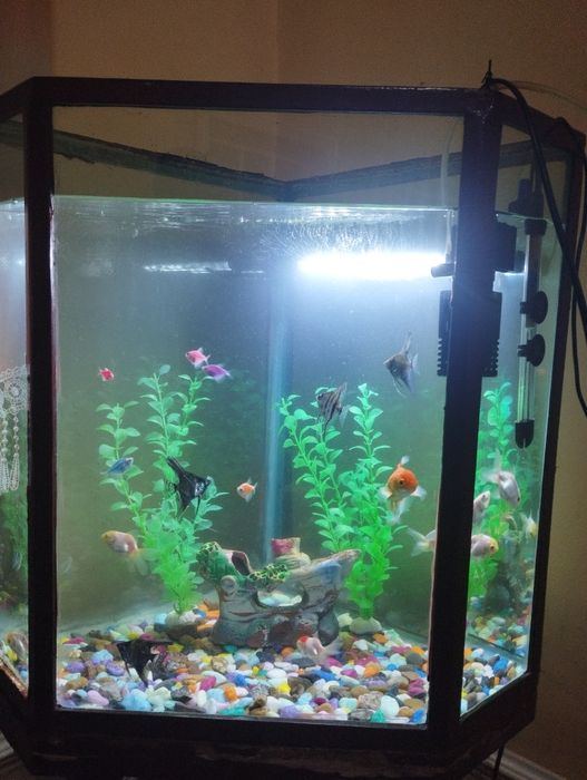 Akvarium jixozlari bilan