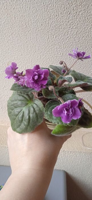 Продам цветущие  фиалки