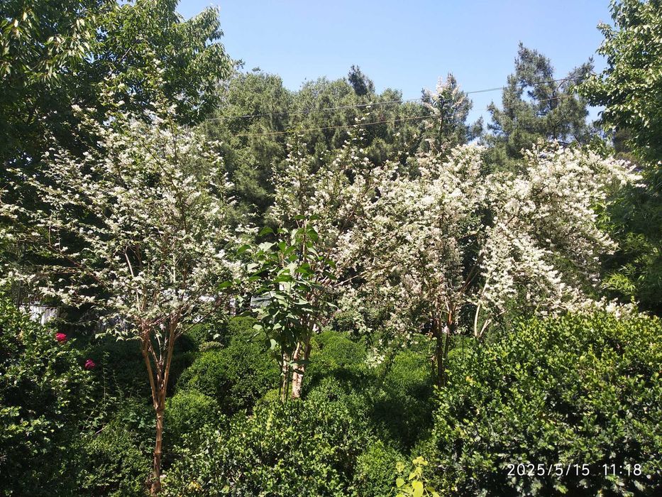 Продаются кустарники Самщит (шамшот, шамшод)разных размеров