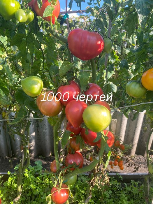 Продам Семена  крупноплодных помидор