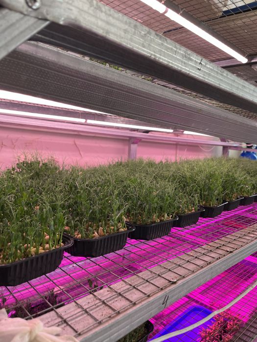 Микрозелень гороха