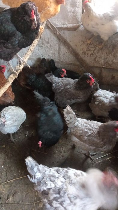 Продам молодых курочек