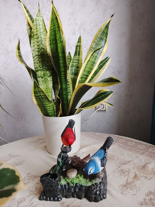 Продам цветок Сансевьера.Не прихотлив в уходе