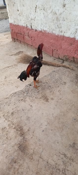 Toza huroz 11 oylik 4 kg endi qichqiryapti 2ta yutug'i bor.hozi tulakd