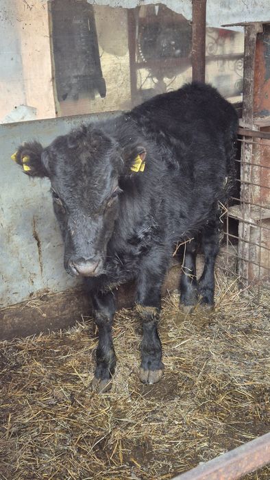 Tauras angus 350 kg