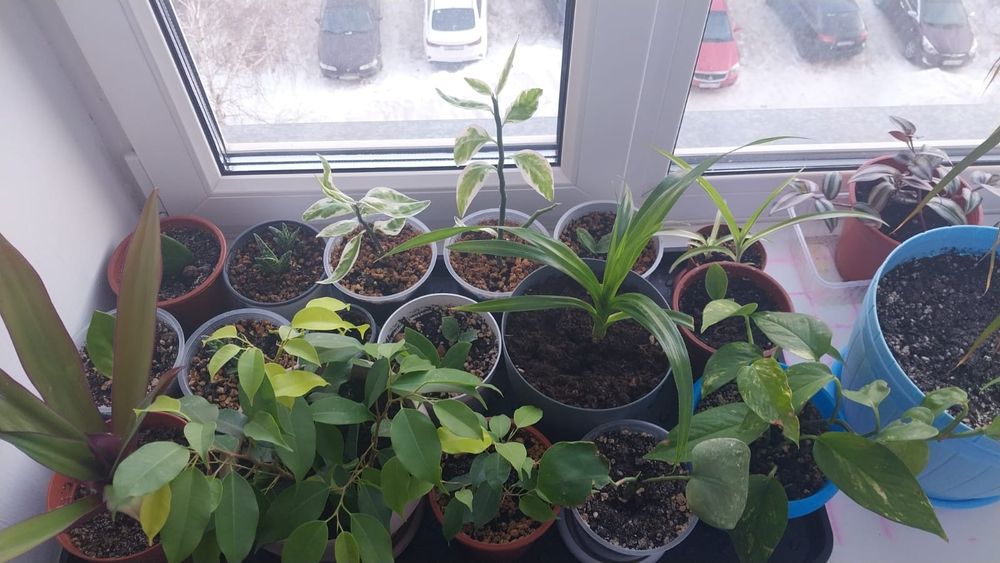 Продам комнатные цаеты