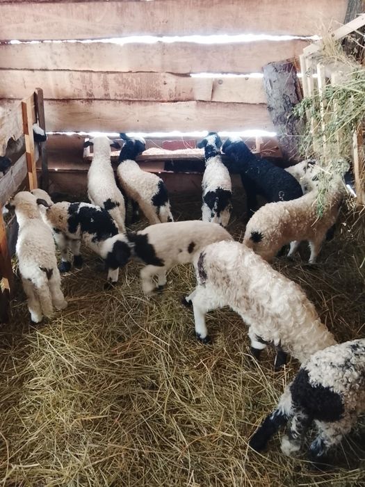 16 oi cu miei de vanzare