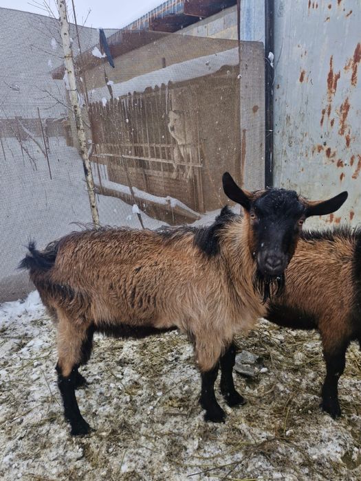 Козлы (текелер) 1 жасар