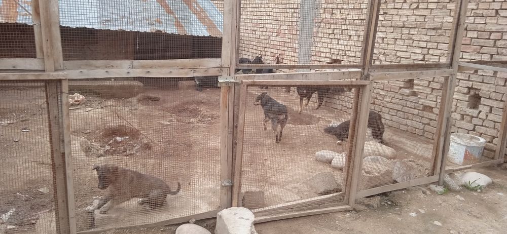 Бесплатно в хорошие руки