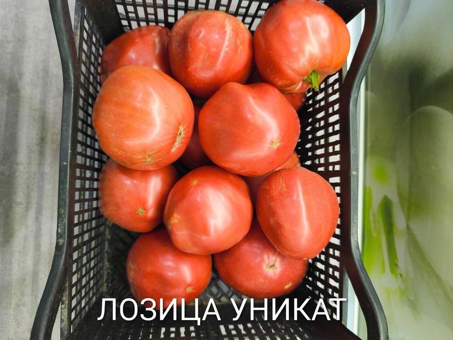 Семена от стари селски нехибридни сортове домати,краставици и други