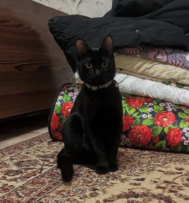 Отдам в хорошие руки, Котенок (девочка)