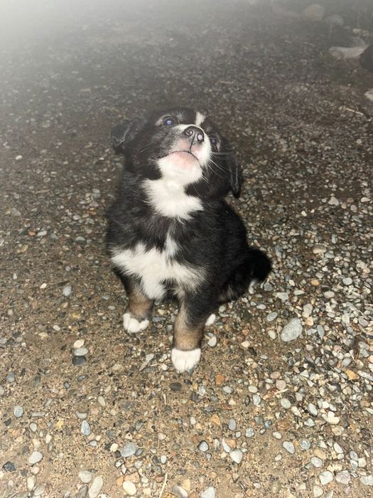 Красивые щенки, отдам даром.