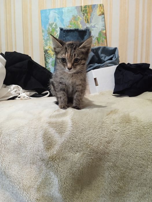 Котенок домашний