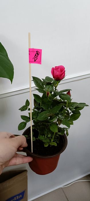 Розы в горшочке:2500 тенге