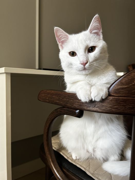 Кот ищет кошкууу