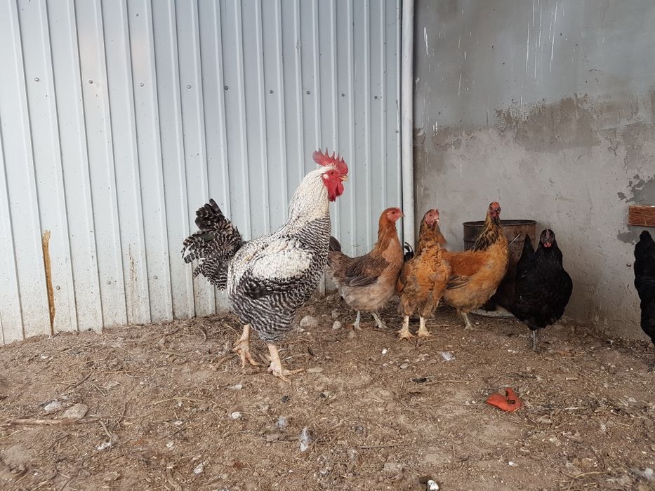 Продам молодых петухов.