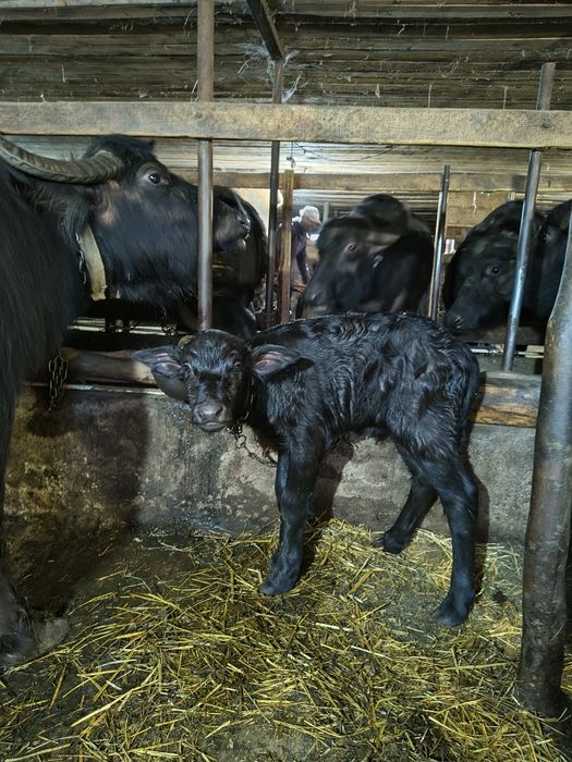 Vand un vitel si o  viteava de bivolite