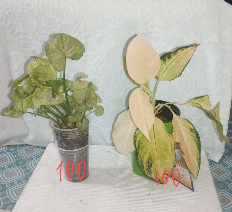 Продаются комнатные цветы