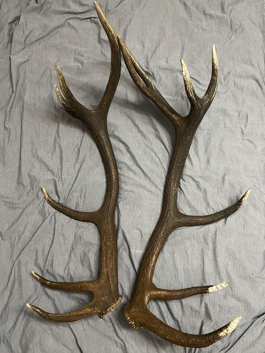 Pereche de coarne de cerb