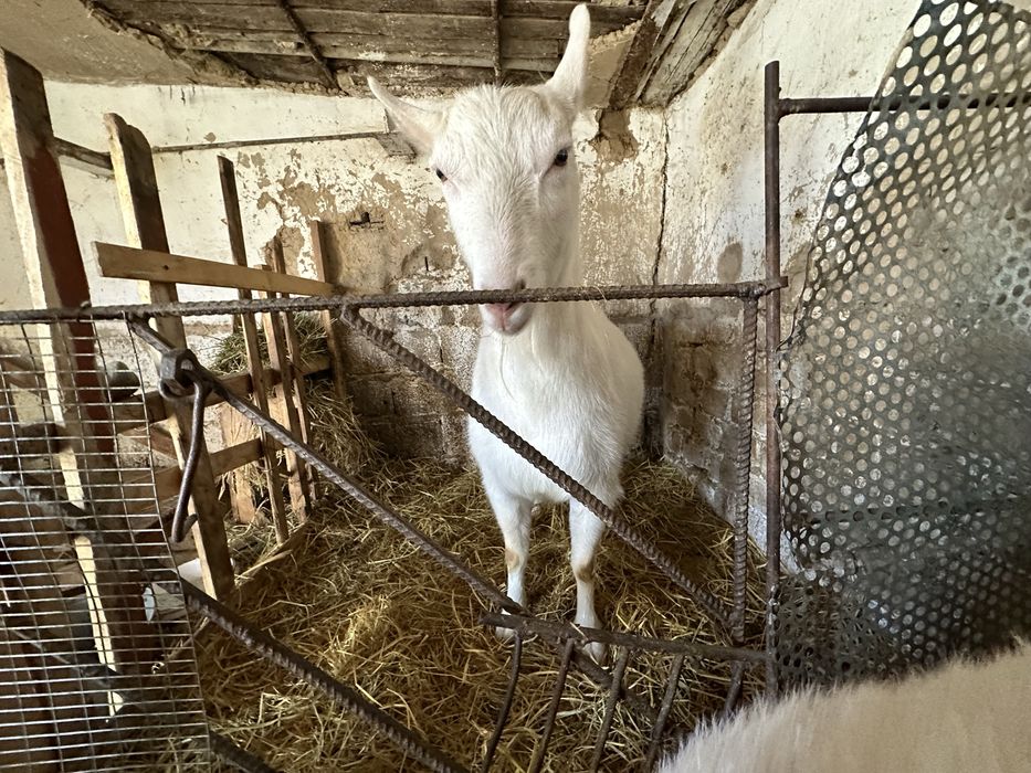 Продаются козы зааненские