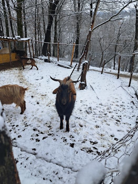 Vând țap anglo -nubian