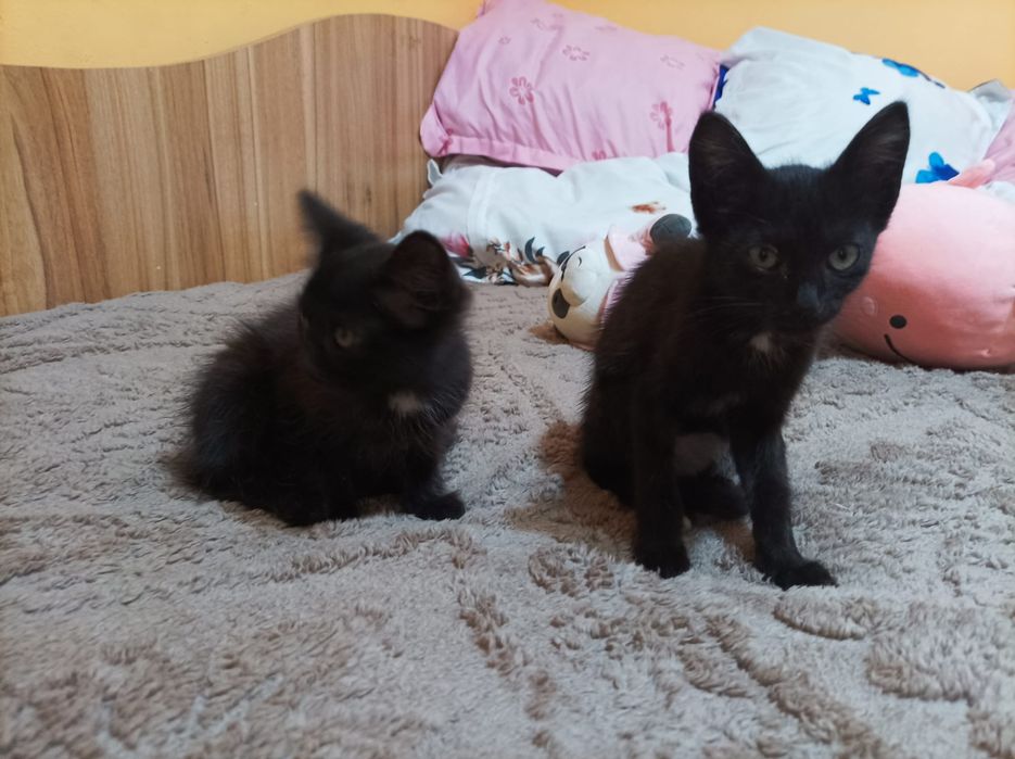Dau spre adopție doi pui de pisica