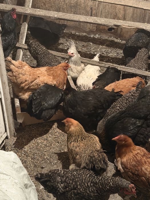 Продам курей петухов