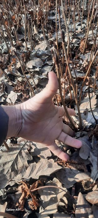 Каштан дарахт кўчат