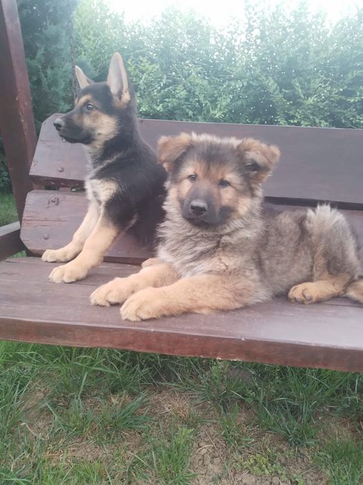 Cățeluși Ciobanesc german