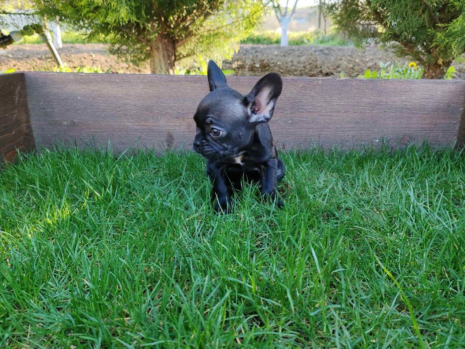 Френски  булдог ЖЕНСКО